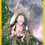 South African Farmer Arrested After Pig Gives Birth to Human-Like Offspring
